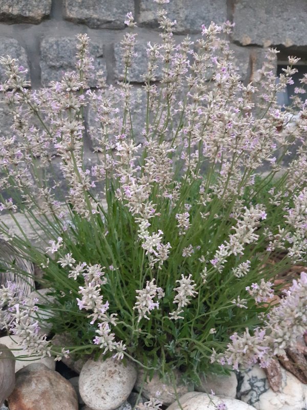 Rosea