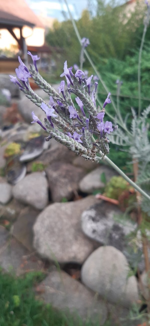 Levandule Pinnata