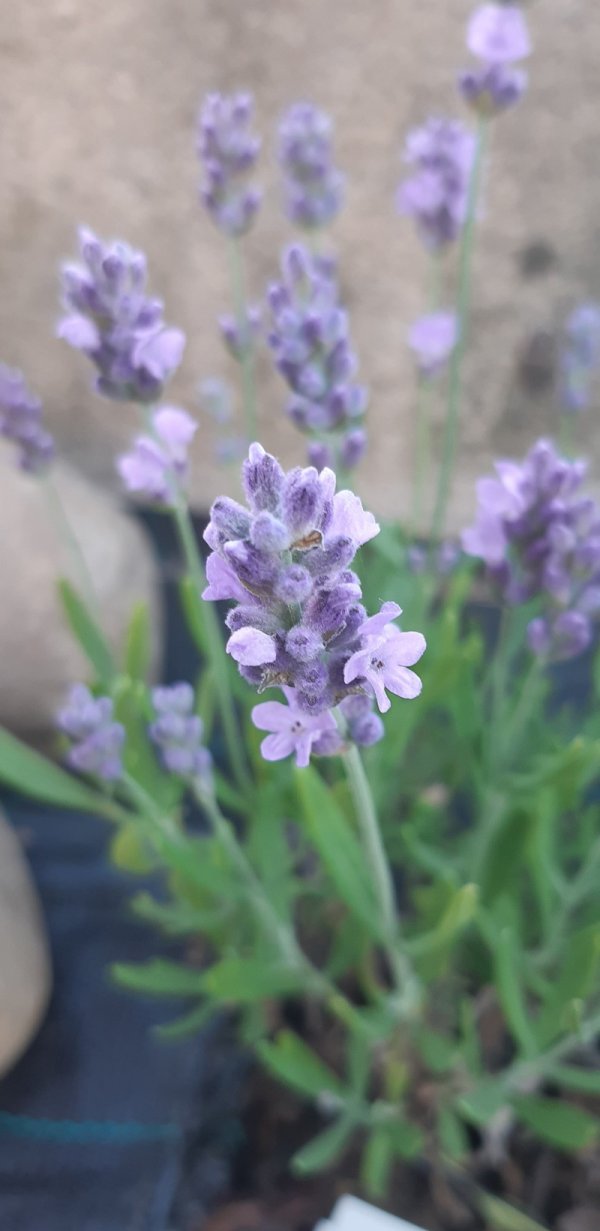 Levandule Melissa Lilac