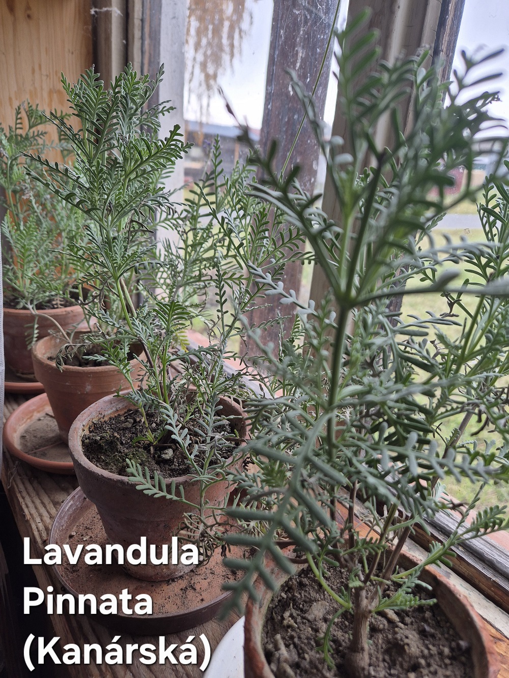 levandule