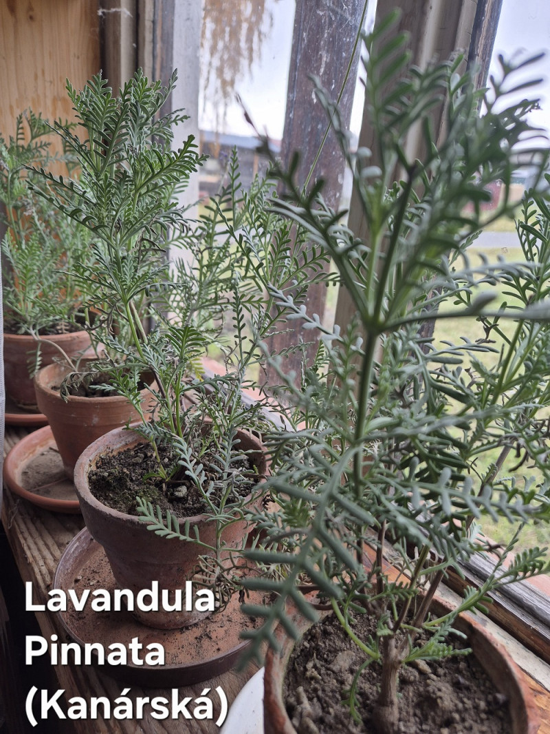levandule